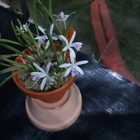 참새 프로필 이미지