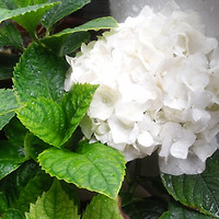피어라 프로필 이미지