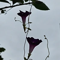 프로필