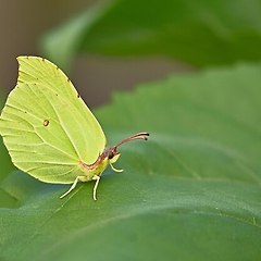 코코의 소리 세상 썸네일