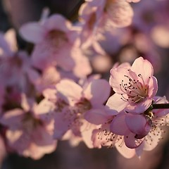 제29화 — 서 (書) 썸네일