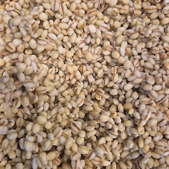 Barley with Basil 썸네일