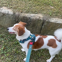 강아지와 산바카라해 보셨나요? 썸네일