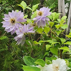 마음의 병 썸네일