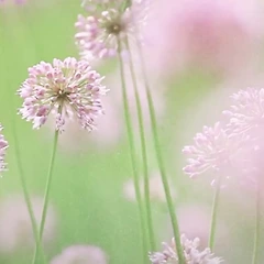 시편 1편 3절 썸네일
