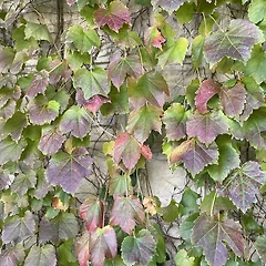 사오기(思悟期)  썸네일