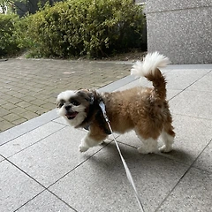 우리집 강아지는 17살 시츄입니다 썸네일