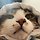 상추마미 프로필