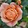 rose 프로필
