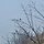 Blue Rabbit 프로필
