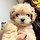 김수현 프로필