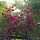 김소진 프로필