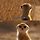 Meerkat 프로필