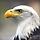 Eagles Projet 프로필