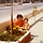 soyoung 프로필