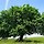 Oak of Moreh 프로필