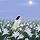 샤랄라 프로필