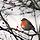 겨울새 Winter Robin 프로필