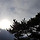 pine 프로필