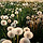 Dandelion 프로필
