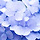 jasmin 프로필