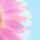 flowerjin 프로필