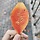 히오마메 프로필
