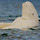 Beluga 프로필