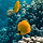 Innerfish 프로필