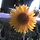 Solanin 프로필