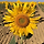 sunflower luv olivia 프로필