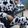 호저나무 프로필