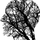 Jarvis 프로필