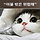 돈냥이 프로필