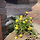 Dandelion 프로필