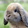 DomesticRabbit 프로필