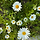 Daisy 프로필