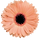 시나몬 프로필