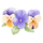 Pensee 프로필