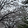 Cherry Blossoms 프로필