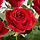 Flower 프로필