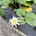 연꽃차 프로필