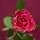 ROSE V 프로필