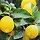 Lemon Tree 프로필