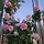 한눈팔기 프로필