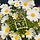 바카라꽃 BookFlower 프로필