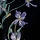 아이리스 Iris 프로필