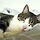 디자이너 니키 프로필