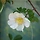 해나 프로필