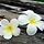 frangipani 프로필